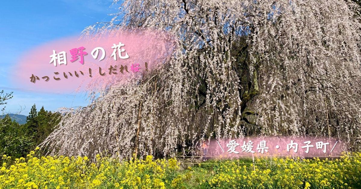 愛媛 内子町の 相野の花 しだれ桜 がおすすめ 美しくかっこいい桜 開花状況22 四国お出かけスポット