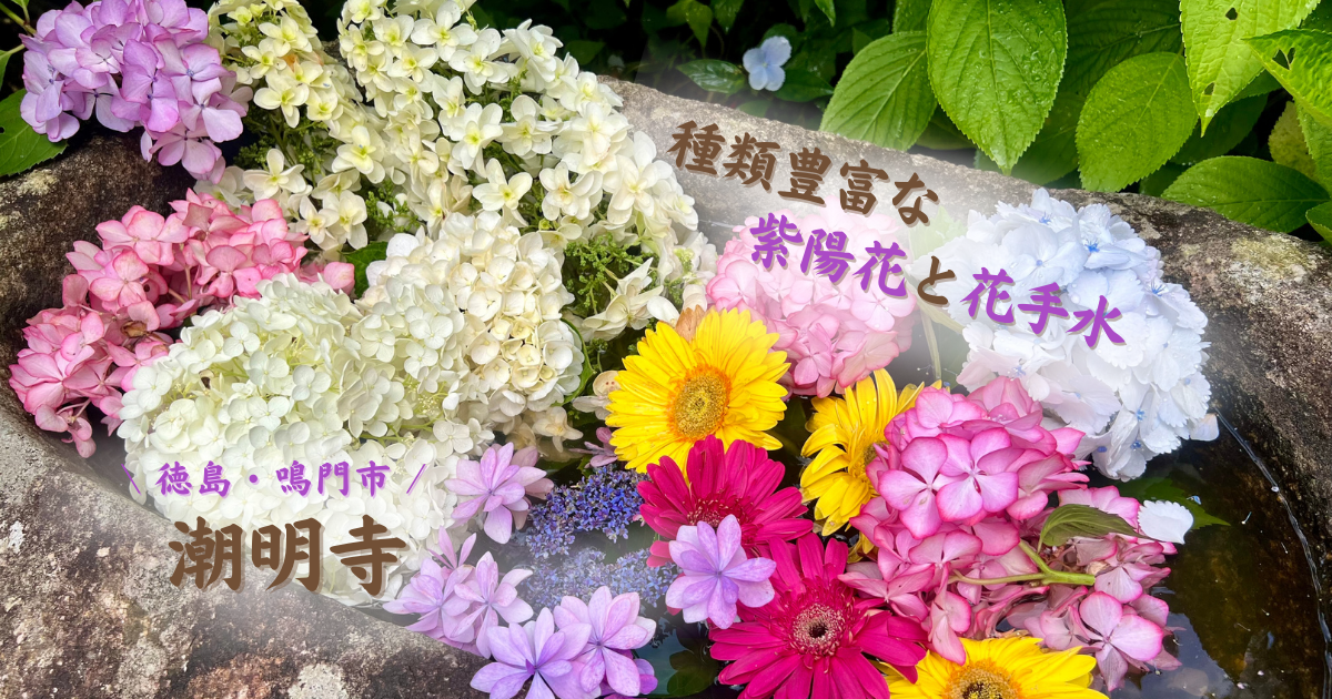 潮明寺 徳島県 鳴門市 の紫陽花と花手水 22も種類豊富で大満足 四国お出かけスポット